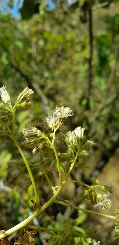 Digitacalia jatrophoides, photographed by Eugenio Padilla