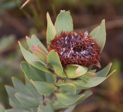 Leucadendron daphnoides, photographed by Tony Rebelo