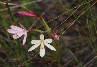 Geissorhiza exscapa, photographed by Tony Rebelo