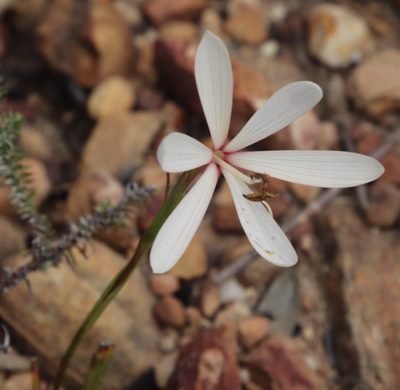 Geissorhiza exscapa, photographed by Tony Rebelo