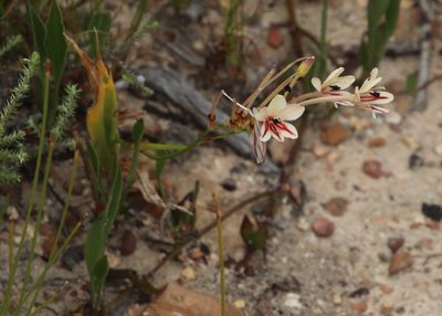 Tritonia undulata, photographed by Tony Rebelo