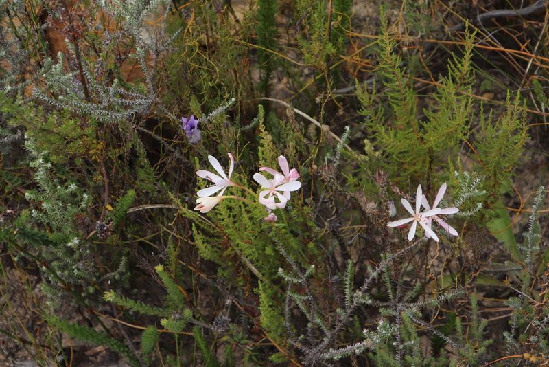 Geissorhiza exscapa, photographed by Tony Rebelo