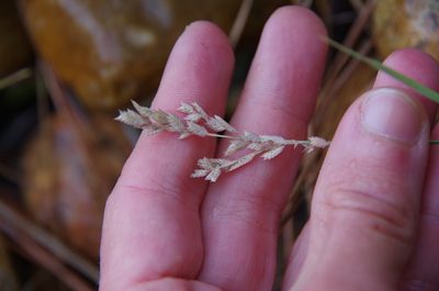 Eragrostis secundiflora, photographed by Eric Knight