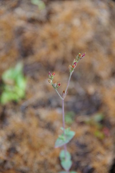 Hypericum gymnanthum, photographed by Eric Knight