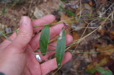 Nanogalactia heterophylla, photographed by Eric Knight