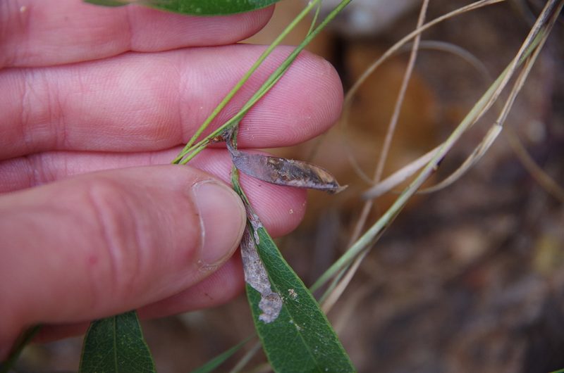 Nanogalactia heterophylla, photographed by Eric Knight