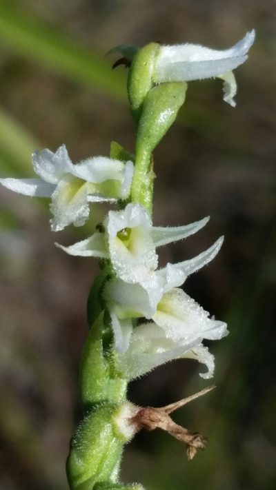 Spiranthes longilabris, photographed by Jay Horn