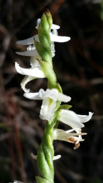Spiranthes longilabris, photographed by Jay Horn