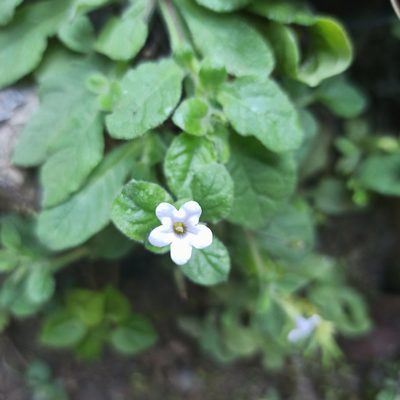 Nama jamaicensis, photographed by Juan Carlos Fonseca Mata