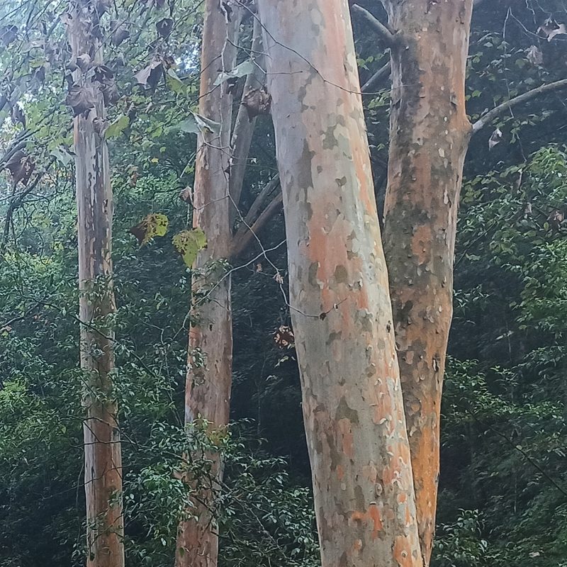 Platanus mexicana, photographed by Juan Carlos Fonseca Mata