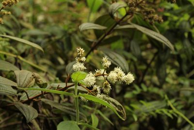 Miconia cataractae, photographed by Andrés Ramírez-Barrera