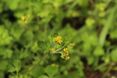 Villanova oppositifolia, photographed by Andrés Ramírez-Barrera
