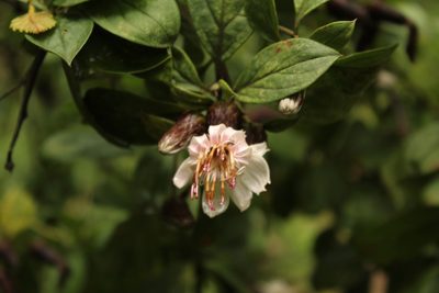 Barnadesia spinosa, photographed by Andrés Ramírez-Barrera