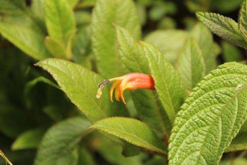 Centropogon ferrugineus, photographed by Andrés Ramírez-Barrera