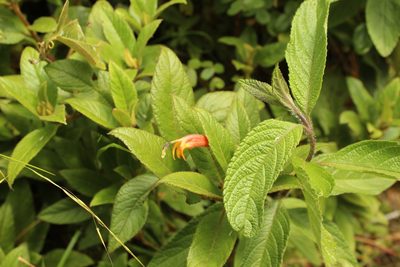 Centropogon ferrugineus, photographed by Andrés Ramírez-Barrera