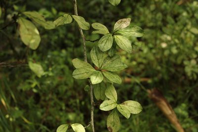 Barnadesia spinosa, photographed by Andrés Ramírez-Barrera