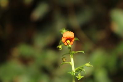 Alonsoa meridionalis, photographed by Andrés Ramírez-Barrera