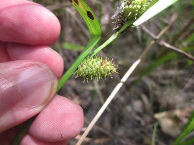 Carex aureolensis, photographed by Eric Knight