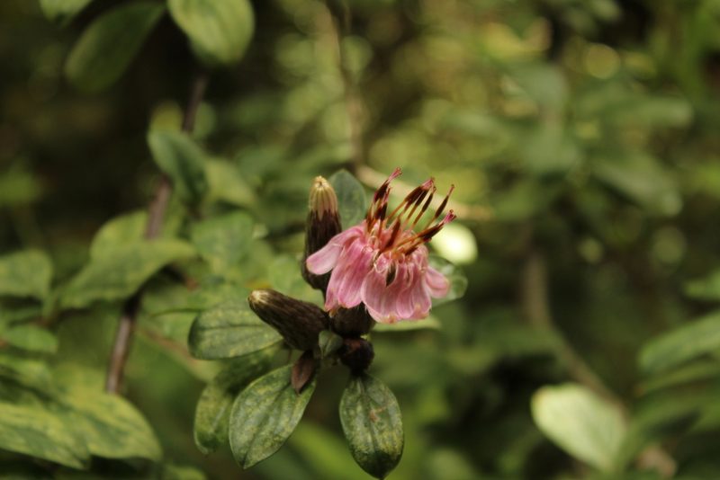 Barnadesia spinosa, photographed by Andrés Ramírez-Barrera