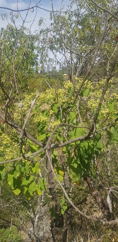 Lippia umbellata, photographed by Eugenio Padilla
