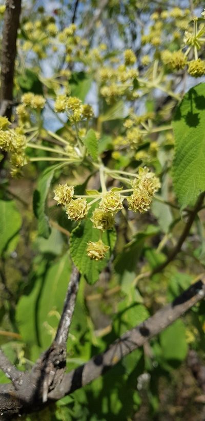 Lippia umbellata, photographed by Eugenio Padilla