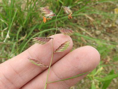 Bouteloua chondrosioides, photographed by Sam Kieschnick