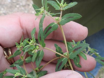 Euphorbia rayturneri, photographed by Sam Kieschnick