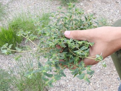 Euphorbia rayturneri, photographed by Sam Kieschnick