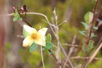 Hypericum crux-andreae, photographed by Lauren McLaurin