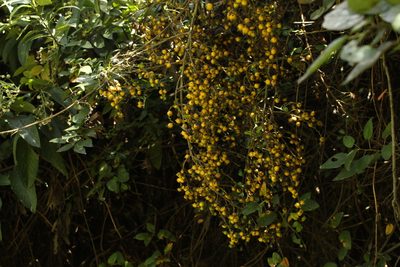 Duranta mutisii, photographed by Andrés Ramírez-Barrera