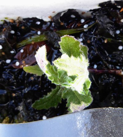 Senecio scaberulus, photographed by Peter de Lange