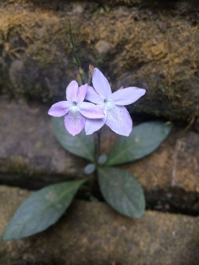 Pseuderanthemum latifolium, photographed by desertnaturalist