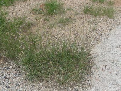 Bouteloua chondrosioides, photographed by Sam Kieschnick
