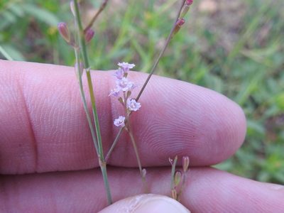 Boerhavia spicata, photographed by Sam Kieschnick
