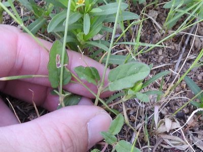 Boerhavia spicata, photographed by Sam Kieschnick