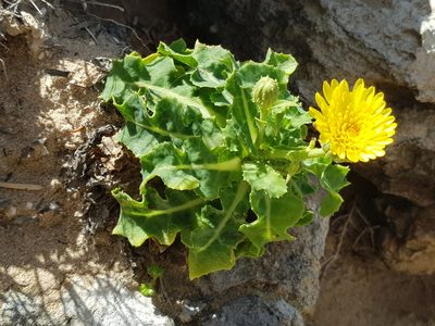 Sonchus megalocarpus, photographed by Lek Khauv