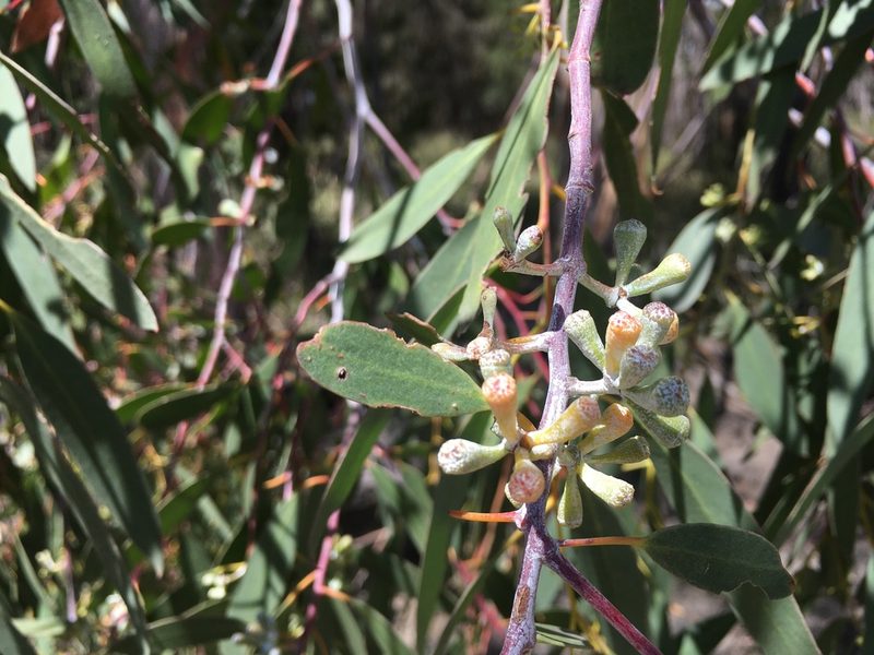 Eucalyptus tenuiramis, photographed by Miguel de Salas