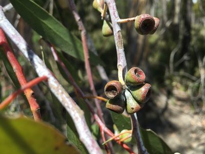 Eucalyptus tenuiramis, photographed by Miguel de Salas