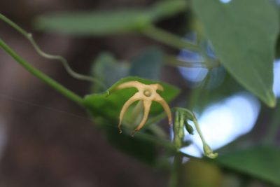 Cyclanthera carthagenensis, photographed by Jake Rehage