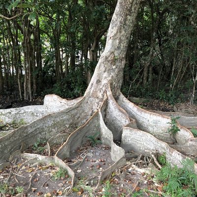 Heritiera littoralis, photographed by Takaaki Hattori
