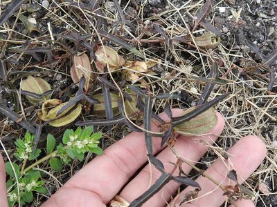 Aristolochia watsonii, photographed by Sam Kieschnick
