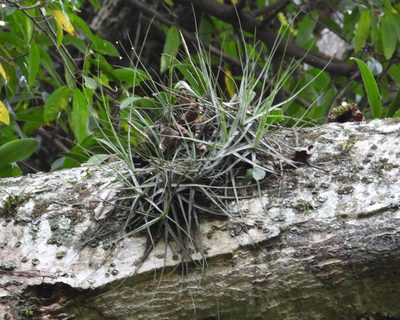 Tillandsia schiedeana, photographed by Grete Pasch