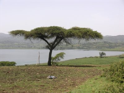 Vachellia abyssinica, photographed by Oleg Kosterin