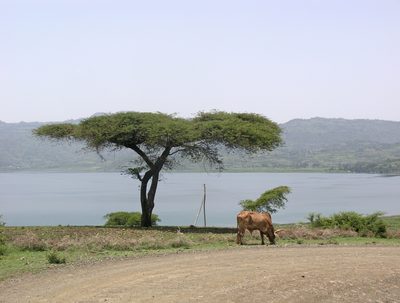 Vachellia abyssinica, photographed by Oleg Kosterin