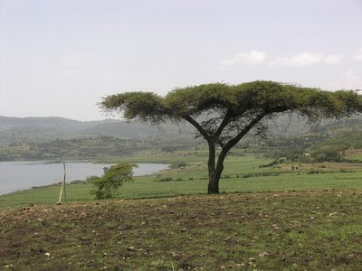 Vachellia abyssinica, photographed by Oleg Kosterin