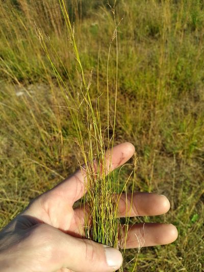Rhynchospora pusilla, photographed by Scott Ward