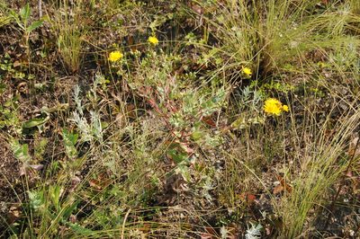 Hieracium virosum, photographed by Alexander Dubynin