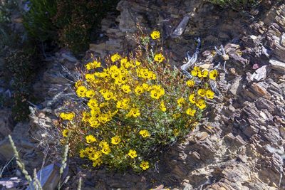Cistus ocymoides, photographed by dhfischer