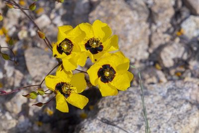 Cistus ocymoides, photographed by dhfischer