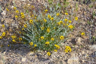 Cistus ocymoides, photographed by dhfischer
